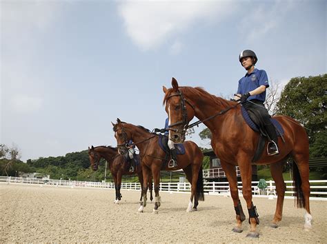 hkjc chinese|hong kong horse search.